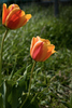 Tulipa "Beauty of apeldoorn"