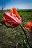 Tulipa Parrot "Orange Favourite"