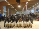 oi suffolk la expozitie
