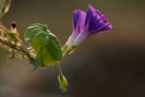 Ipomoea purpurea