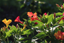 Mirabilis jalapa