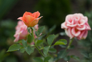 Roses Forever® Santa Lucia