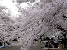 picnic_sub_ciresi_infloriti_in_japonia