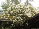 white-bougainville
