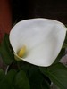 Cala sau Zantedeschia
