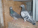 PA270391