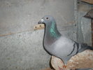 PA270393