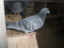 PA270429