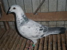 PA270438