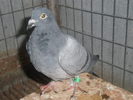 PA270445