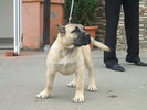 satto