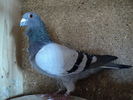 ALBASTRU 073392-07 RO BADIN VASILE BR.