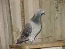 vandut