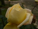 P1030327