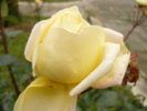 P1030328