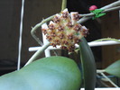 Hoya kerrii