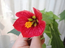 Casey Red Abutilon