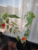 Casey Red Abutilon