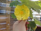 Sydney Belle Abutilon