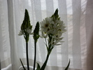 ornithogalum chesapeake snowflake