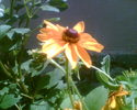 rudbeckia