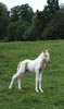 colt