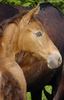 foalpic[1]