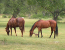 horses-fawn
