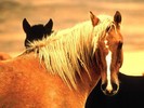 mustangs
