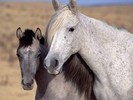 spanish-mustangs[1]
