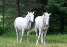 white-horses