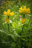 Gentiana punctata