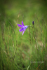 Campanula patula