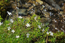 Stellaria holostea