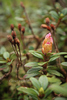 Boboc de rododendron