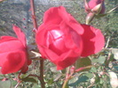 Imag000