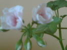 Imag058