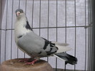 mascul (8)