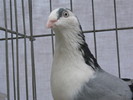 mascul (9)