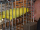 multumesc mamica