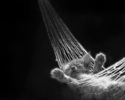 animals_126[2]