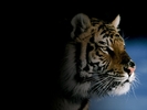poze_tigru[1]