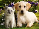 Kittens & Puppies 05_05_ccnan[1]
