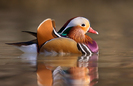 mandarin_duck-an[1]