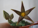 Piaranthus geminatus v. decorus