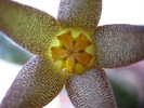 Piaranthus geminatus v. decorus