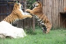 tigru[2]