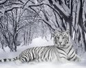 tigru_alb_1280_x_1024[1]