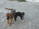 prigorii 2010 011