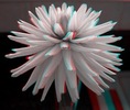 crizantema 3d